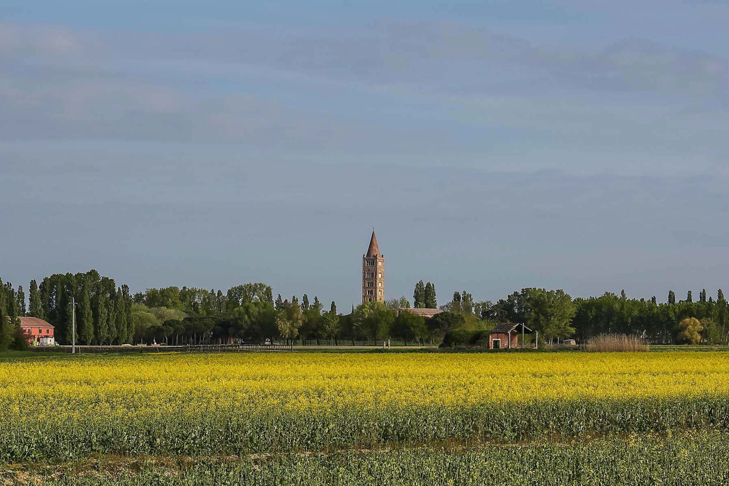 Abbazia di pomposa vista da un campo in fiore giallo